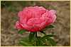 p.-lovely-rose_2.jpg