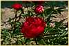 p.-magie-rouge-3.jpg