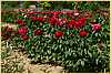 p.-magie-rouge-groupe.jpg