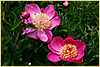 p.-mrs-b.g.farh-1.jpg