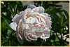 p.-mrs-j.v.-edlund-1.jpg