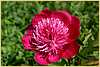 p.-nippon-purple-2.jpg