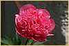 p.-peachy-rose.jpg