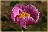 p.-pink-chalice_2.jpg