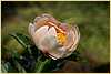 p.-pink-cream-1.jpg