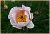 p.-pink-delight-1.jpg