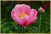 p.-pink-farandole_2.jpg