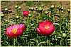 p.-pink-harmonie-1.jpg