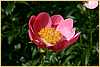 p.-pink-harmony-2.jpg