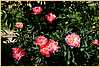 p.-pink-hawaian-coral-group.jpg