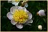 p.-pink-yellow-pompon.jpg