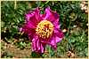 p.-purple-giant-2.jpg