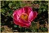 p.-raphsodie-florale.jpg