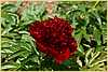p.-red-charm-2.jpg