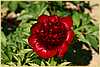 p.-red-charm-5.jpg