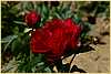 p.-red-diadem-1.jpg