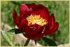 p.-rivalite-rouge_2.jpg