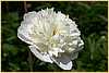 p.-white-charm-2.jpg