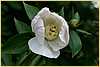p.-white-innocence_2.jpg