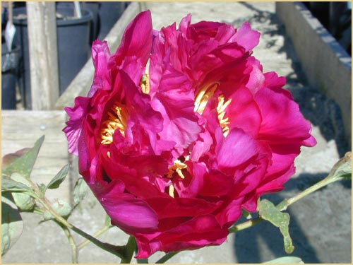 P.-Qing-Long-Wo-Mo-Chi