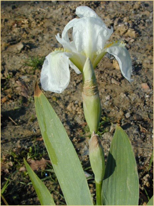 Iris Albicans